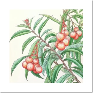 Lychee Posters and Art